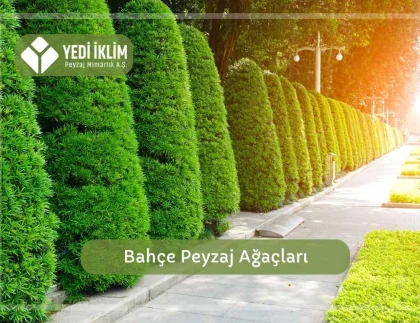 Bahçe Peyzaj Ağaçları