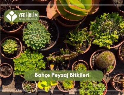 Bahçe Peyzaj Bitkileri