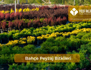 bahce-peyzaj-bitkileri