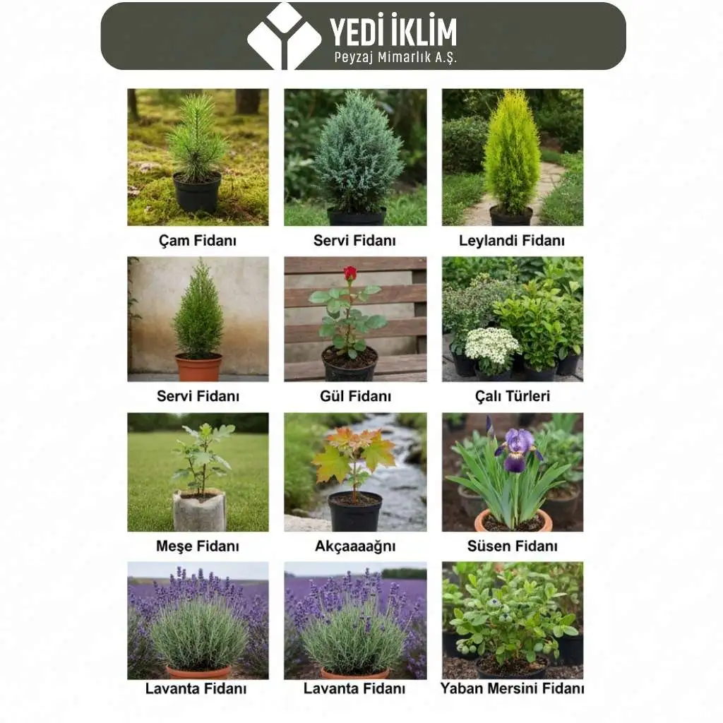 Peyzaj Fidanı