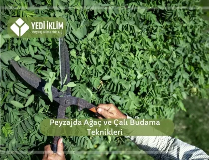Peyzajda Ağaç ve Çalı Budama Teknikleri