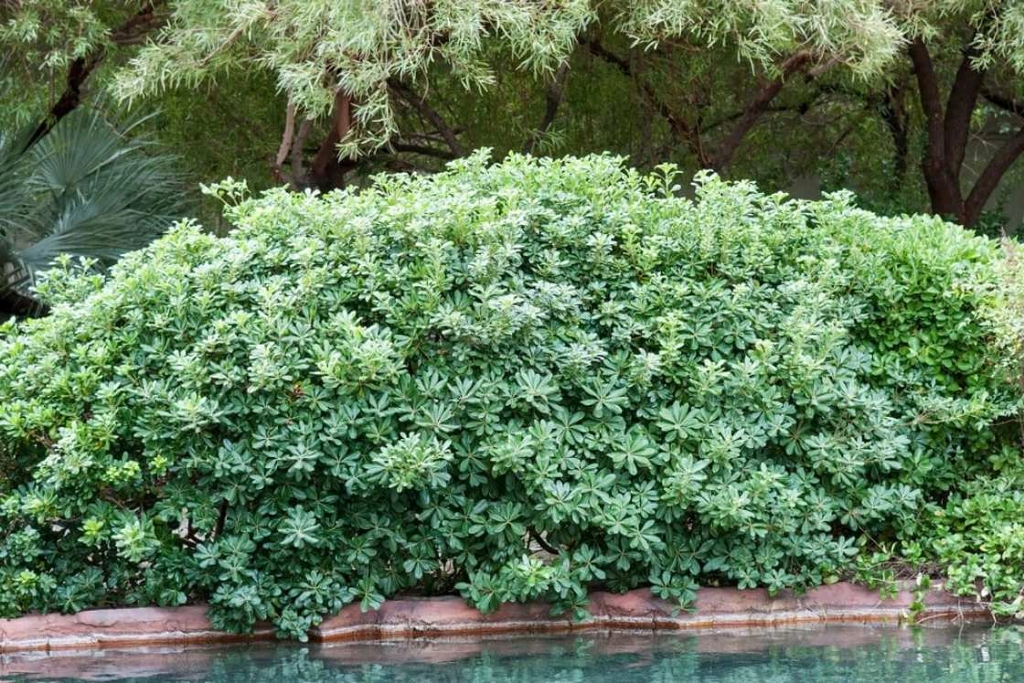 Pittosporum