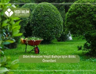 Dört Mevsim Yeşil Bahçe için Bitki Önerileri