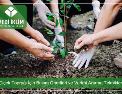 fidan-ve-agac-dikimi-dogru-teknikler-ve-onemli-ipuclari