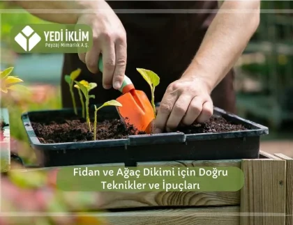 Fidan ve Ağaç Dikimi için Doğru Teknikler ve İpuçları
