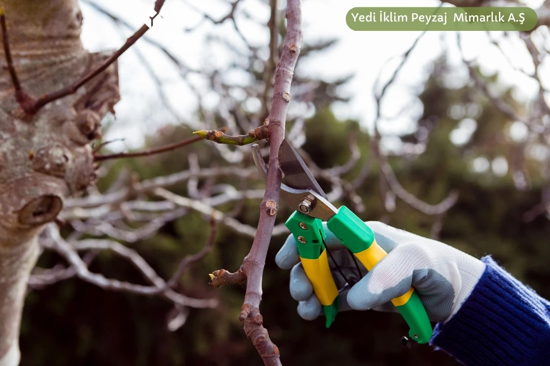 Meyve Ağacı Budama Resimli Anlatım