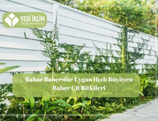 hızlı büyüyen çit bitkisi