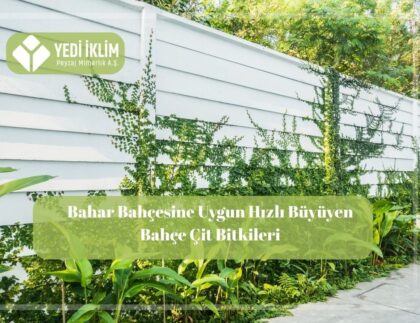hızlı büyüyen çit bitkisi