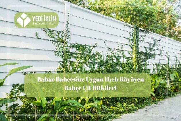 hızlı büyüyen çit bitkisi