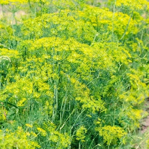 Aromatik Bitkilerden olan "Rezene"