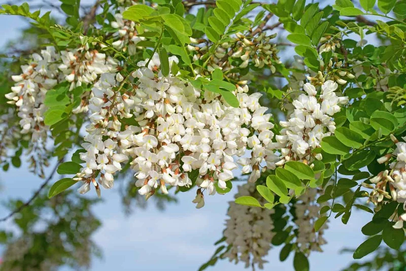 akasya