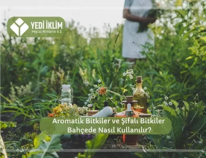 Aromatik Bitkiler ve Şifalı Bitkiler Bahçede Nasıl Kullanılır?