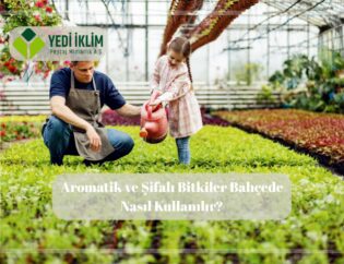 aromatik bitkiler