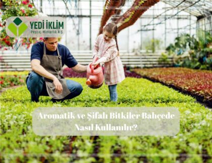 aromatik bitkiler