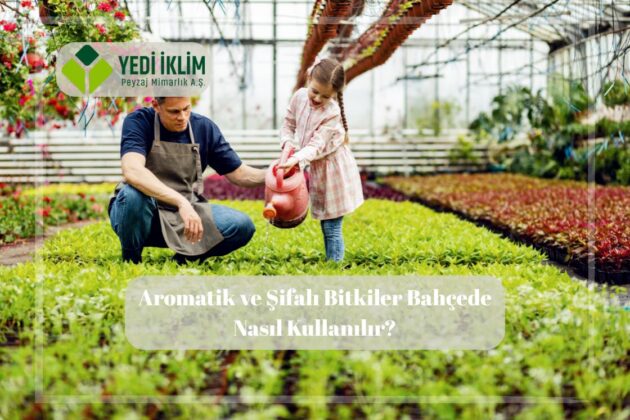 aromatik bitkiler