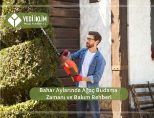 Bahar Aylarında Ağaç Budama Zamanı ve Bakım Rehberi