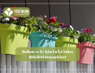 Balkon saksı çiçekleri