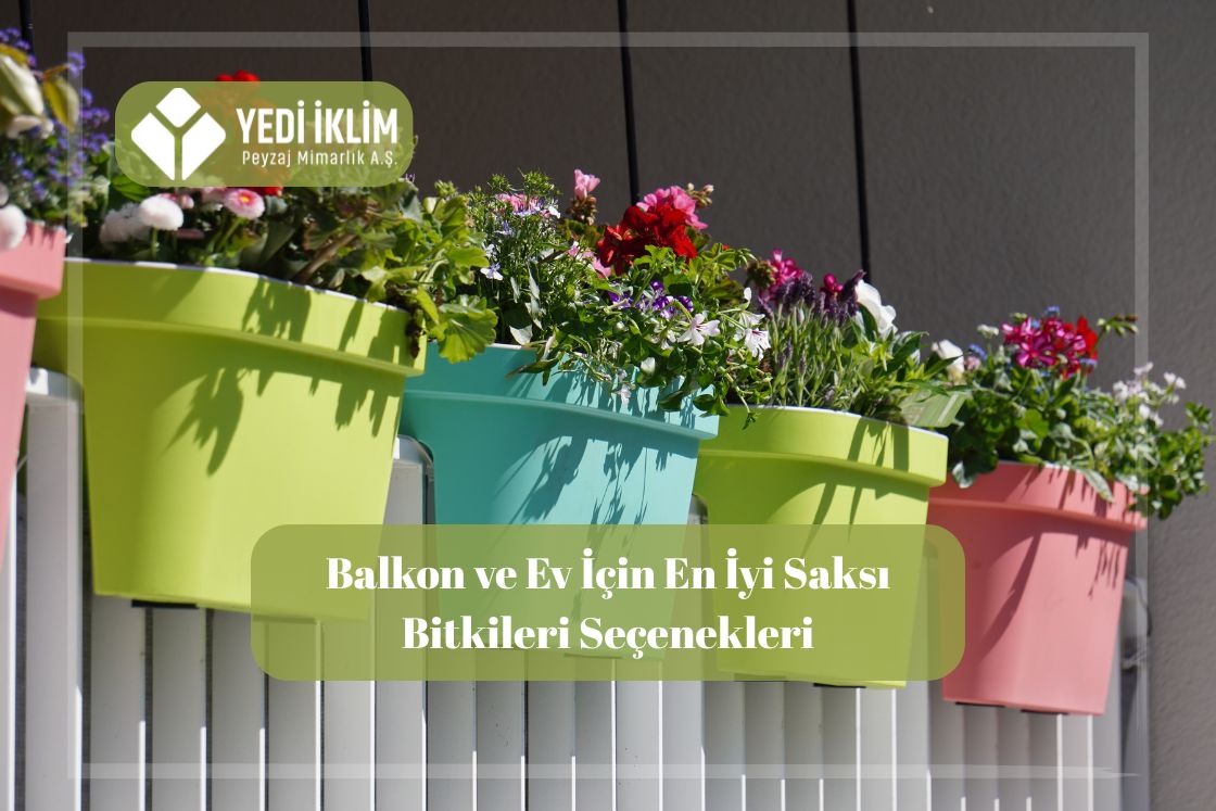 Balkon saksı çiçekleri