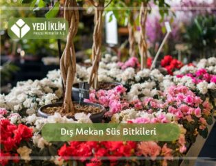 Dış Mekan Süs Bitkileri