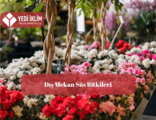 dış mekan süs bitkileri