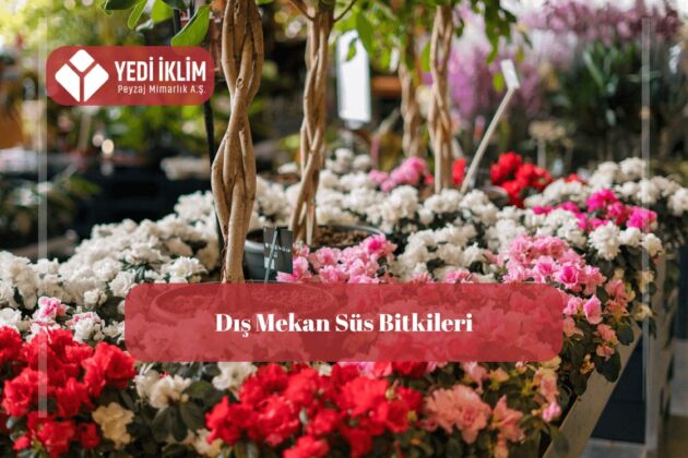 dış mekan süs bitkileri