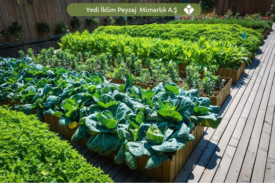 Sebze Bahçesi Örnekleri