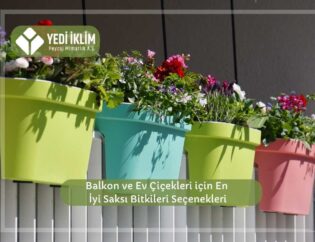 Balkon ve Ev Çiçekleri için En İyi Saksı Bitkileri Seçenekleri