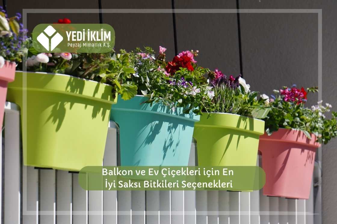 Balkon ve Ev Çiçekleri için En İyi Saksı Bitkileri Seçenekleri