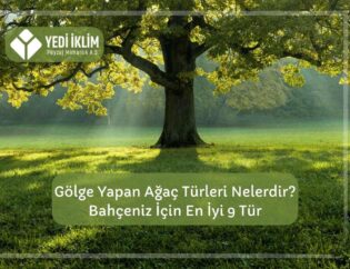 Gölge Yapan Ağaç Türleri Nelerdir ?