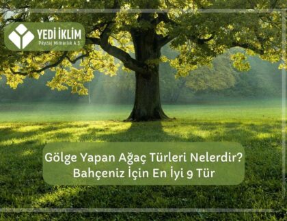 Gölge Yapan Ağaç Türleri Nelerdir ?