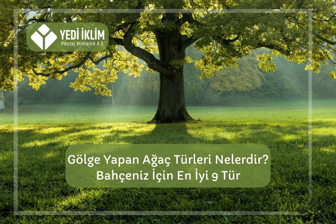 Gölge Yapan Ağaç Türleri Nelerdir ?