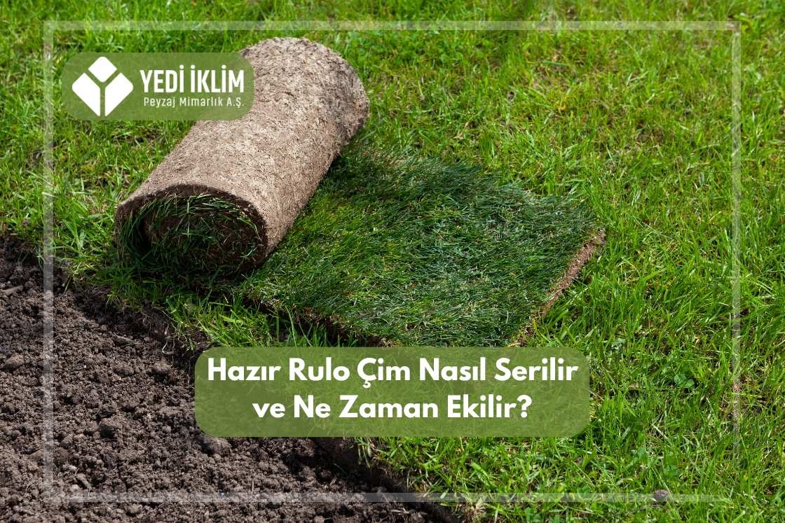 Hazır Rulo Çim Nasıl Serilir ve Ne zaman Ekilir