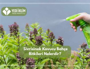 Sivri Sinek Kovucu Bahçe Bitkileri Nelerdir ?