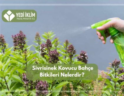 Sivri Sinek Kovucu Bahçe Bitkileri Nelerdir ?
