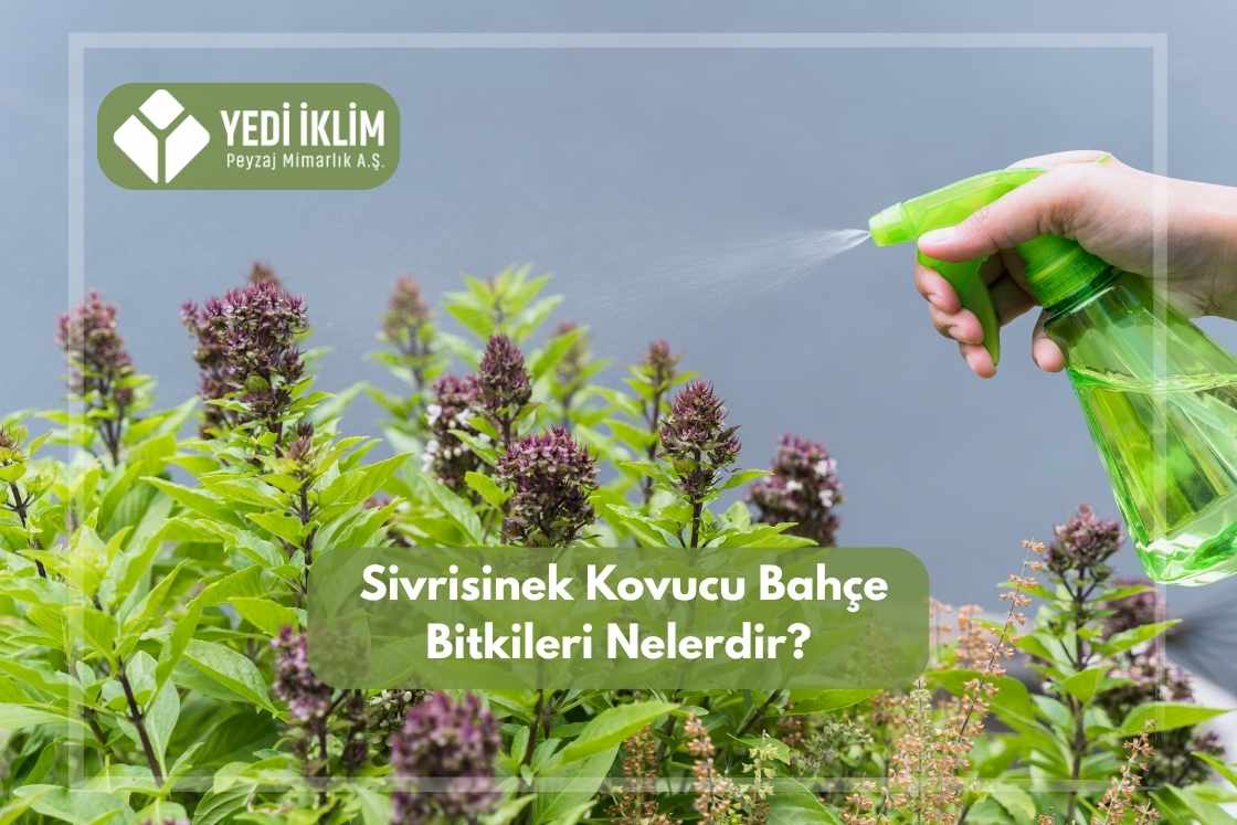 Sivri Sinek Kovucu Bahçe Bitkileri Nelerdir ?