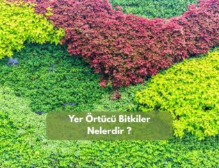 Yer Örtücü Bitkiler Nelerdir