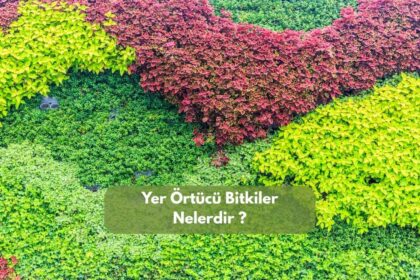 Yer Örtücü Bitkiler Nelerdir