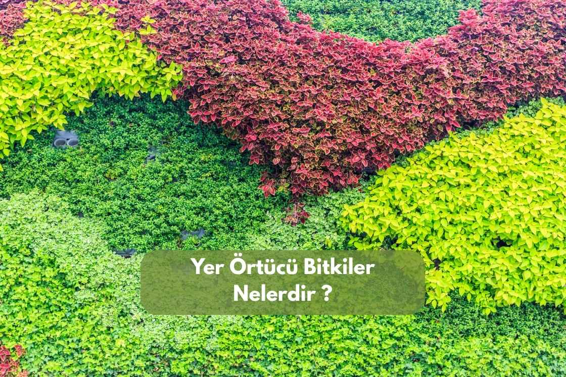 Yer Örtücü Bitkiler Nelerdir