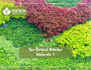 Yer Örtücü Bitkiler Nelerdir?