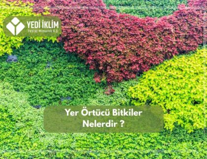 Yer Örtücü Bitiler Nelerdir