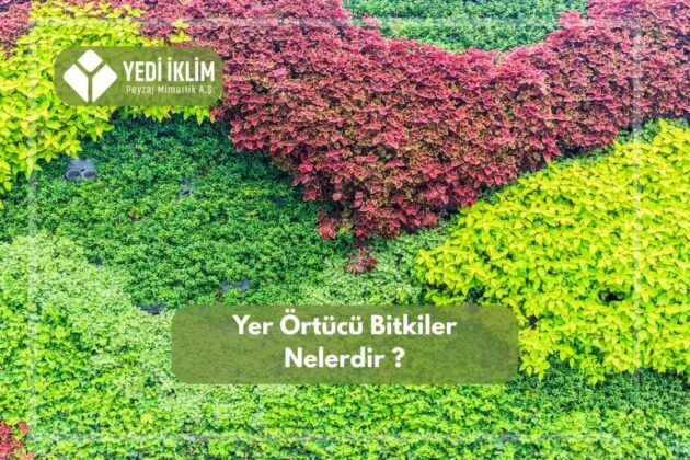 Yer Örtücü Bitiler Nelerdir