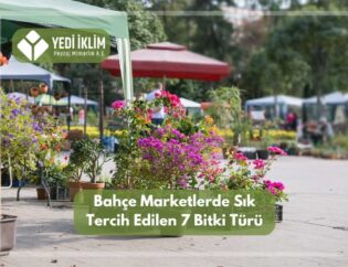 Bahçe Marketlerde Sık Tercih Edilen 7 Bitki Türü