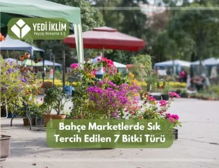 Bahçe Marketlerde Sık Tercih Edilen 7 Bitki Türü