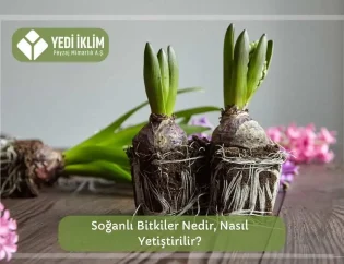 Soğanlı Bitkiler