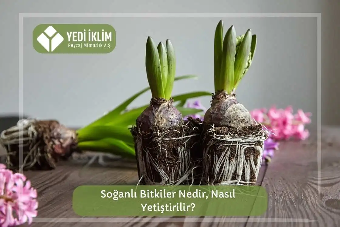 Soğanlı Bitkiler