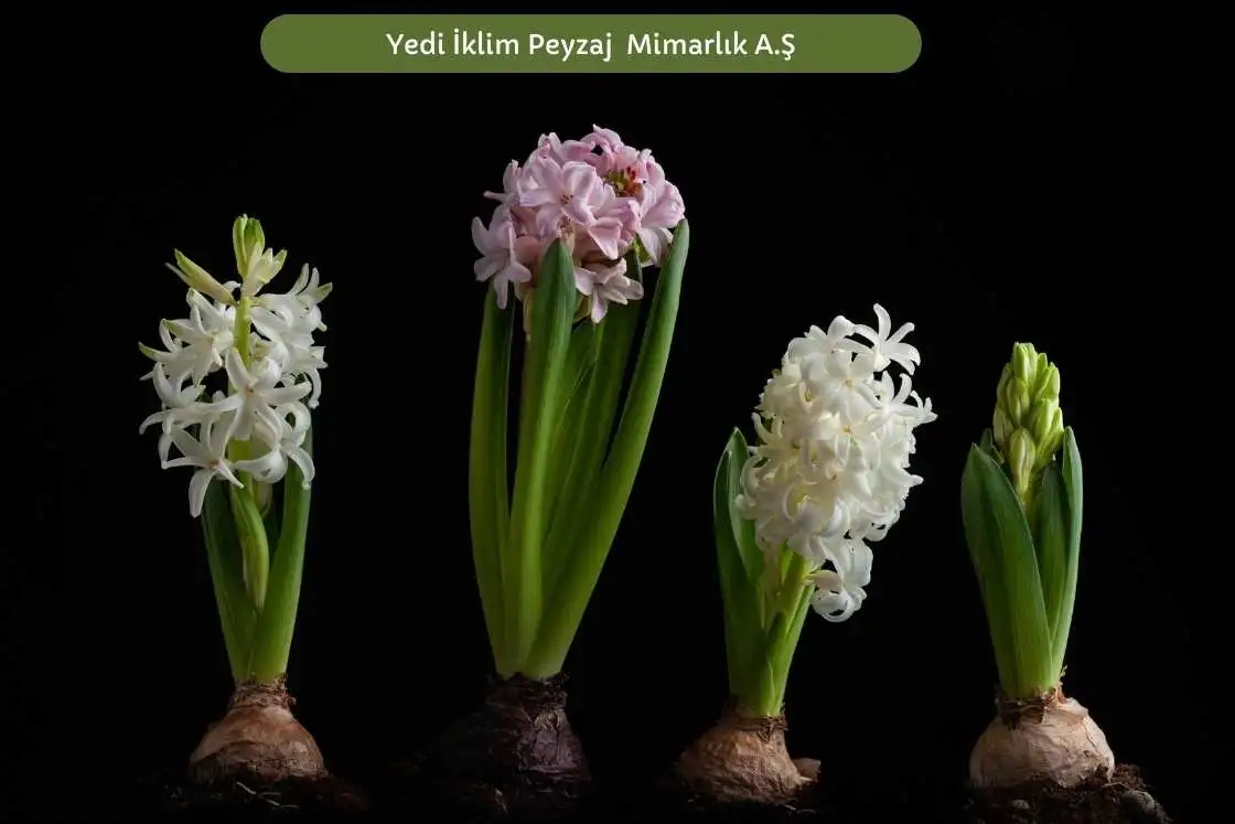 Soğanlı Bitkiler 3